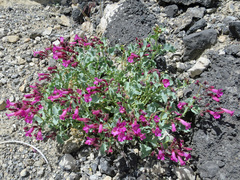 Penstemon petiolatus