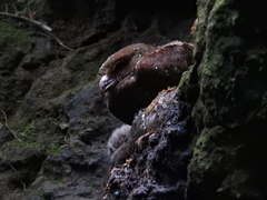 Steatornis caripensis