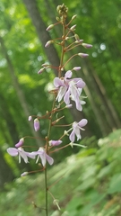 Hylodesmum