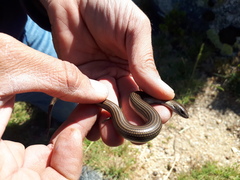 Chalcides striatus