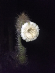 Pilosocereus gaumeri