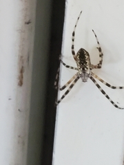 Argiope aurantia