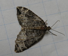 Ecliptopera silaceata