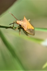 Oebalus