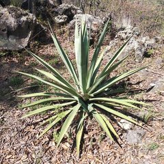 Agave vivipara