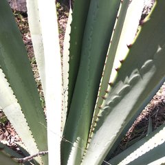 Agave vivipara