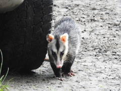 Didelphis pernigra