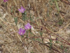 Clarkia gracilis
