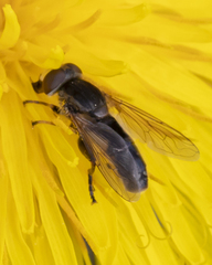Anasimyia bilinearis