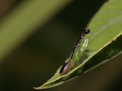 Odontomantis