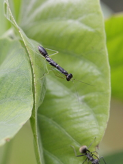 Odontomantis