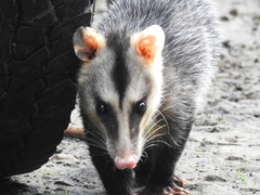 Didelphis pernigra