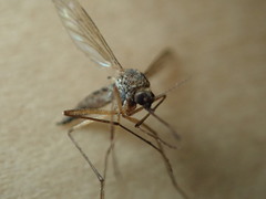 Aedes vexans