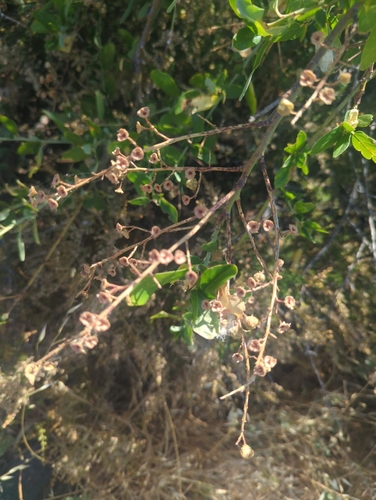 Image of Ceanothus palmeri by (c) Tom Field, some rights reserved (CC BY)