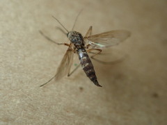 Aedes vexans