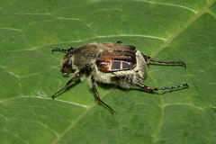 Trichiotinus piger