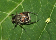 Trichiotinus piger