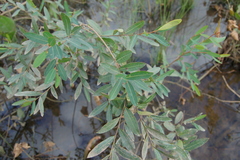 Phyllanthus sellowianus