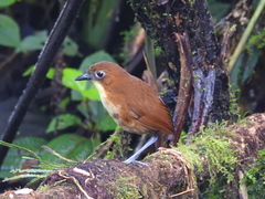 Grallaria flavotincta