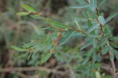 Phyllanthus sellowianus