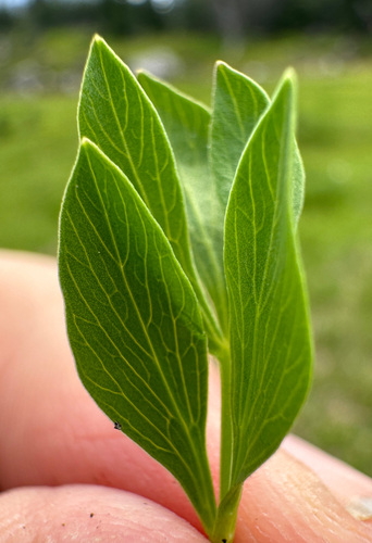 Image of Tauschia stricklandii by no rights reserved