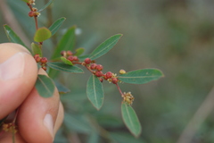 Phyllanthus sellowianus