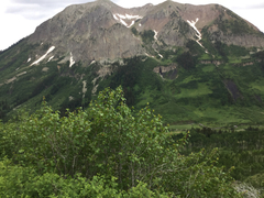 Geranium richardsonii