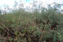 Phyllanthus sellowianus