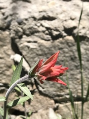 Castilleja minor stenantha