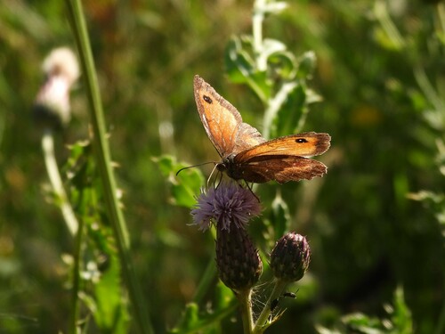 Gatekeeper