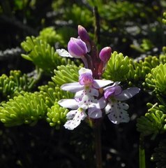 Galearis rotundifolia