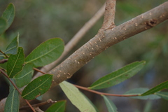 Phyllanthus sellowianus