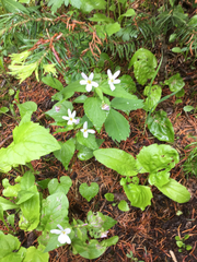 Viola canadensis scopulorum