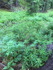 Geranium richardsonii