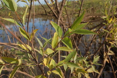 Phyllanthus sellowianus