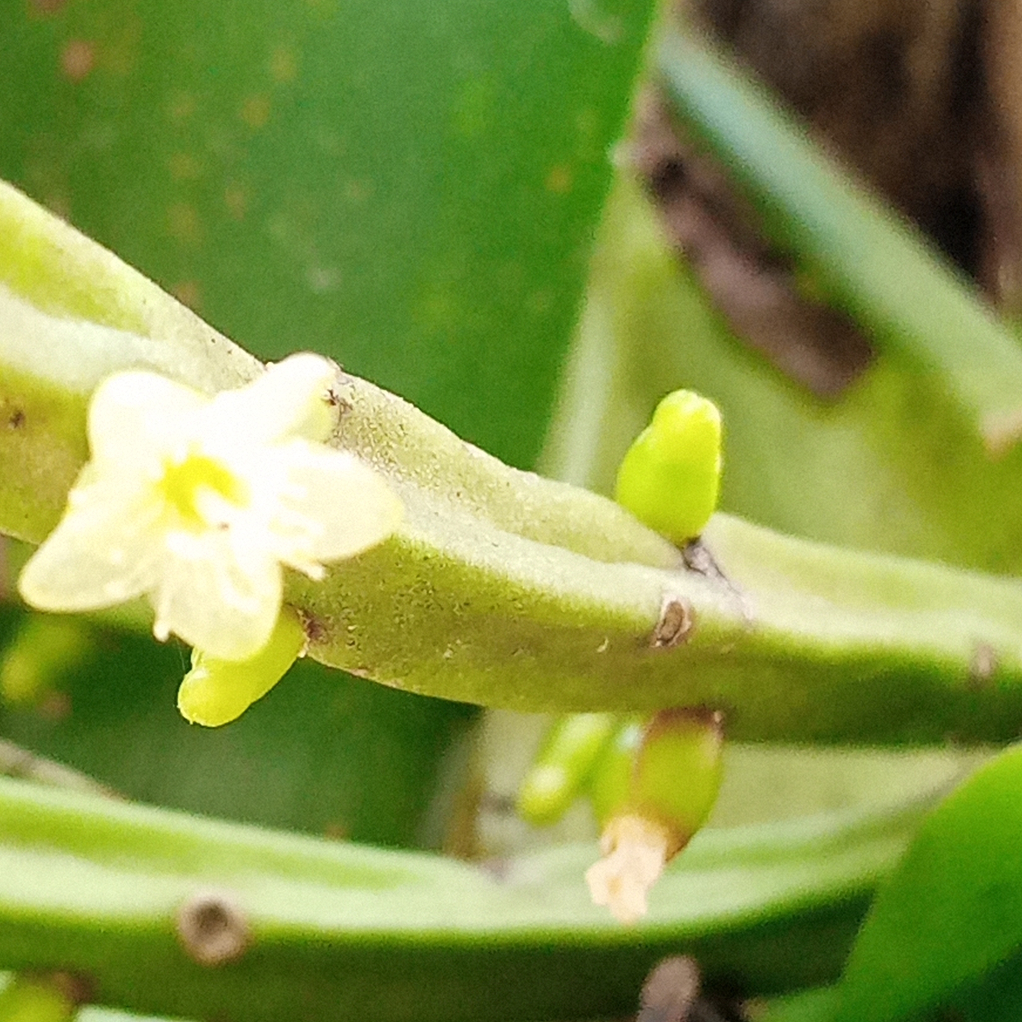 Rhipsalis image