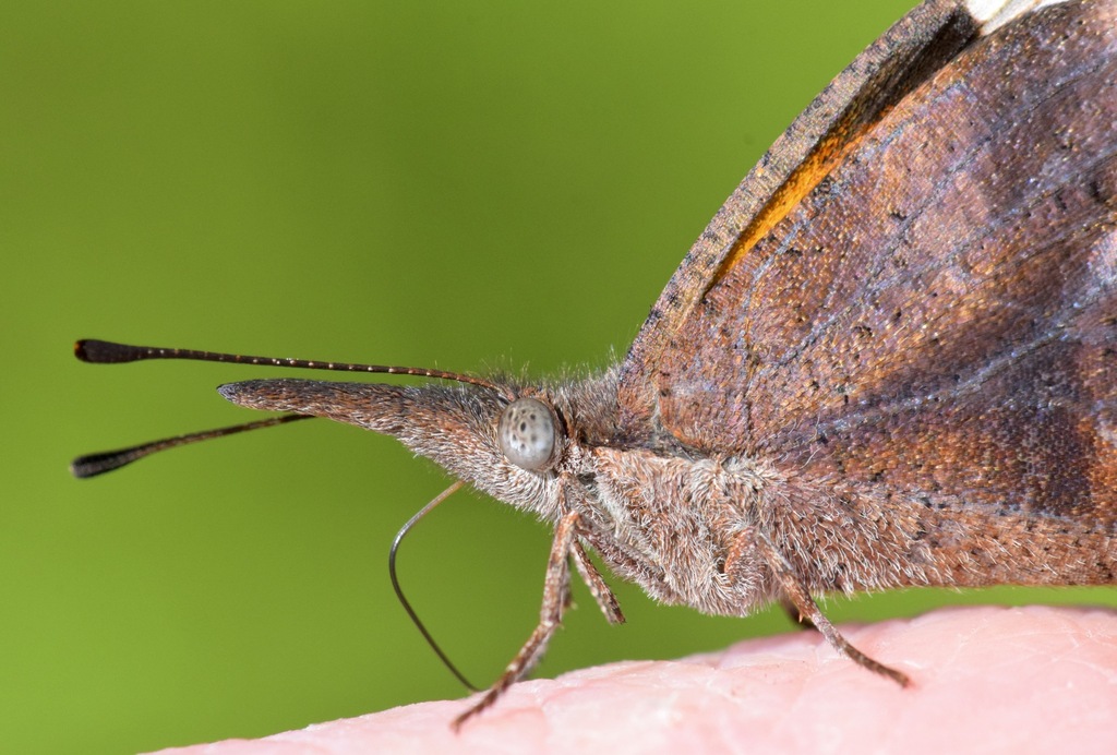 American snout (Libytheana carinenta)