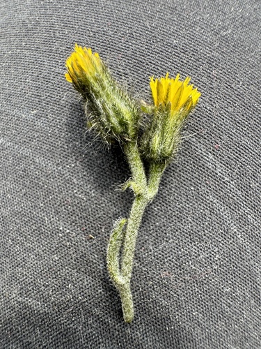 Image of Hieracium triste by no rights reserved