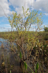 Phyllanthus sellowianus