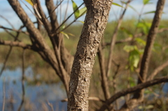 Phyllanthus sellowianus