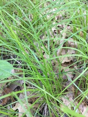 Carex pedunculata