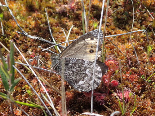 Jutta Arctic photo 4