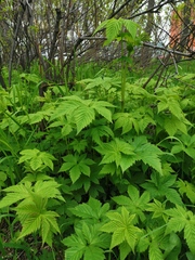 Filipendula palmata