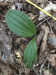 Cypripedium