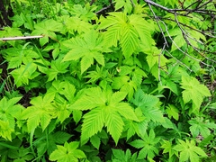 Filipendula palmata