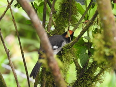 Atlapetes leucopterus