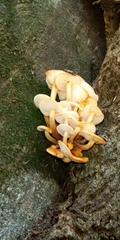 Flammulina mexicana