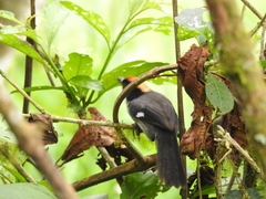 Atlapetes leucopterus
