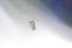 Antaeotricha