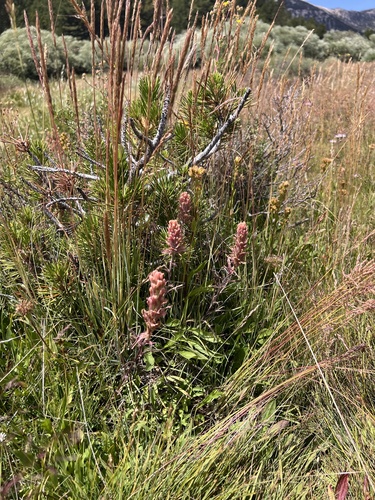 Image of Castilleja praeterita by (c) Steve Matson, some rights reserved (CC BY)